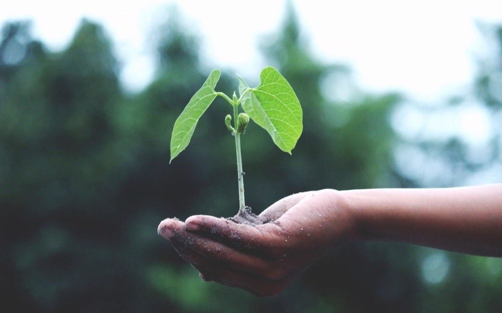 A seedling growing in an open hand